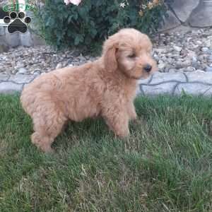 Bella, Mini Goldendoodle Puppy